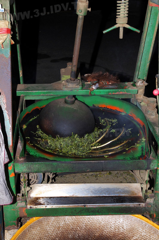 鹿谷農會比賽茶製茶流程之揉捻一