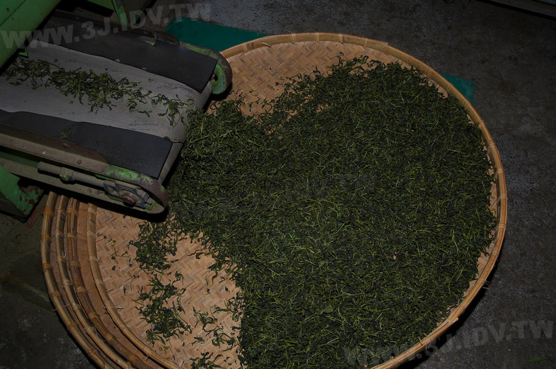 鹿谷農會比賽茶製茶流程之初乾一